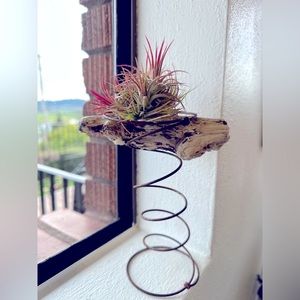 🌿Air Plant Arrangement🌿
